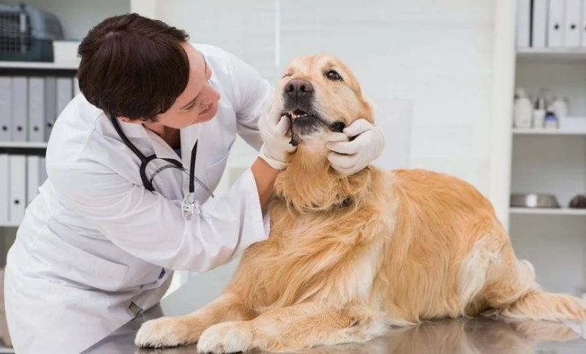Chien chez le vétérinaire