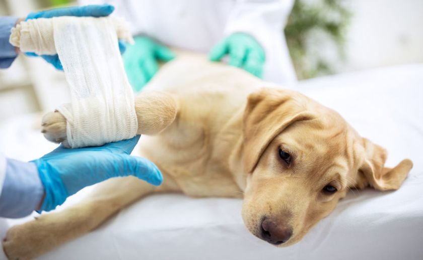 Traitement des chiens