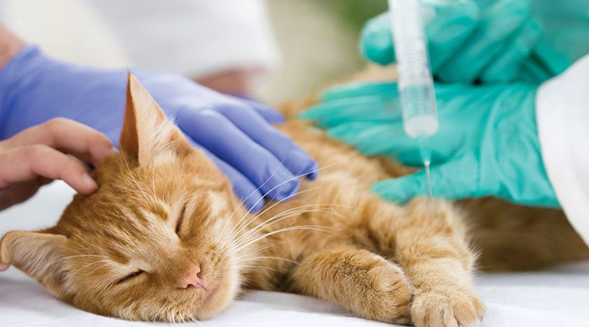 Une opération chirurgicale pour un chat