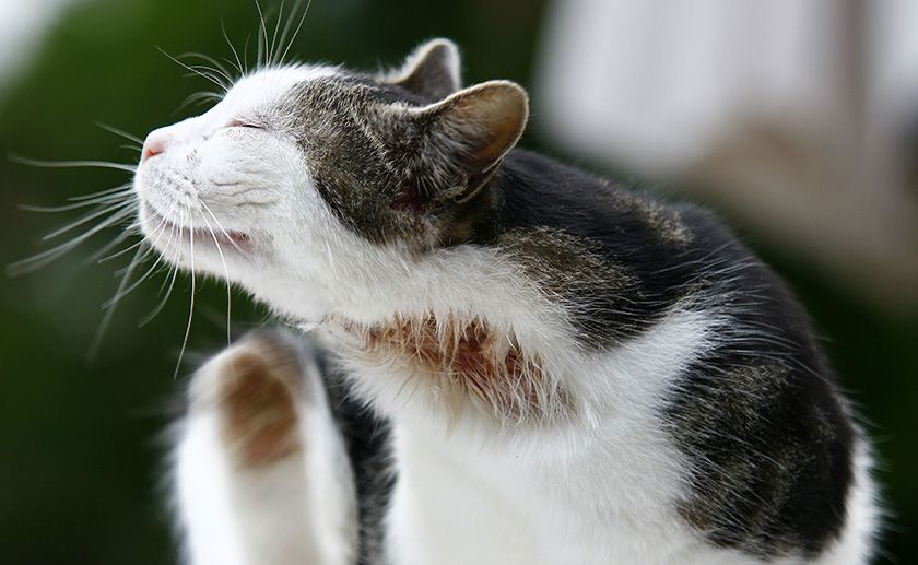 Une blessure sur un chat