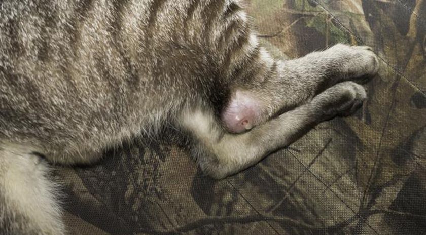 Abcès sur la patte d'un chat