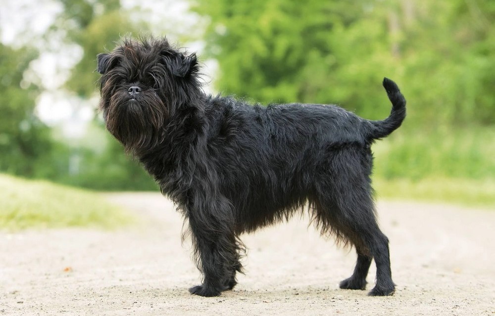 Affenpinscher