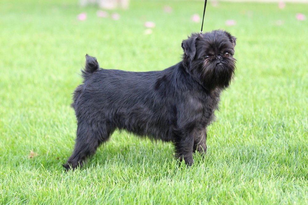 Griffon belge sur l'herbe
