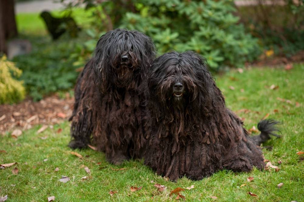 Bergers de Bergamasque