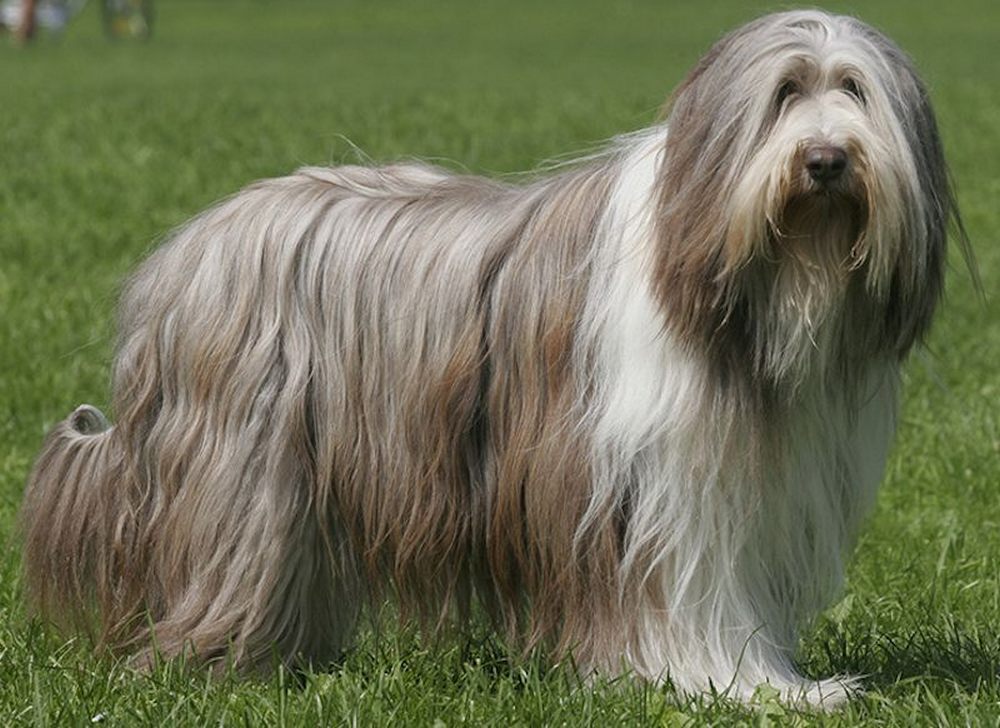 Bearded Collie