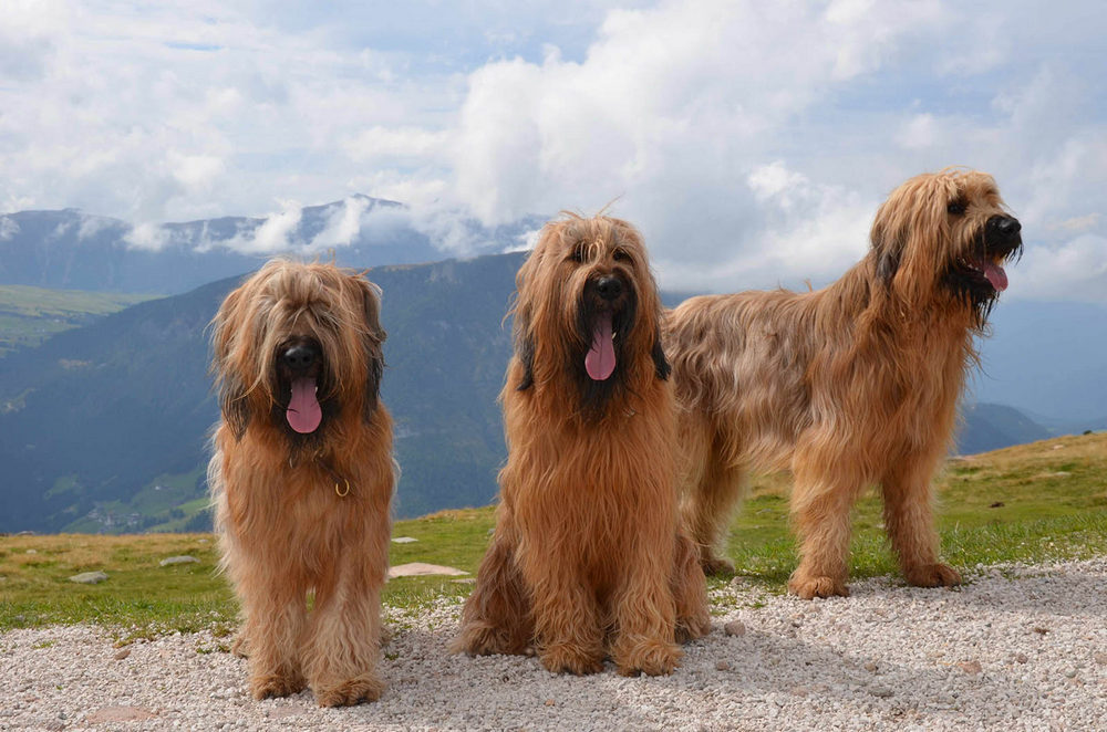 chiens Briard