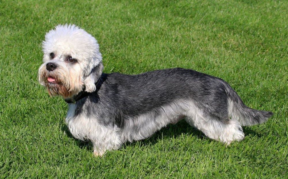 Dandie Dinmont Terrier sur l'herbe