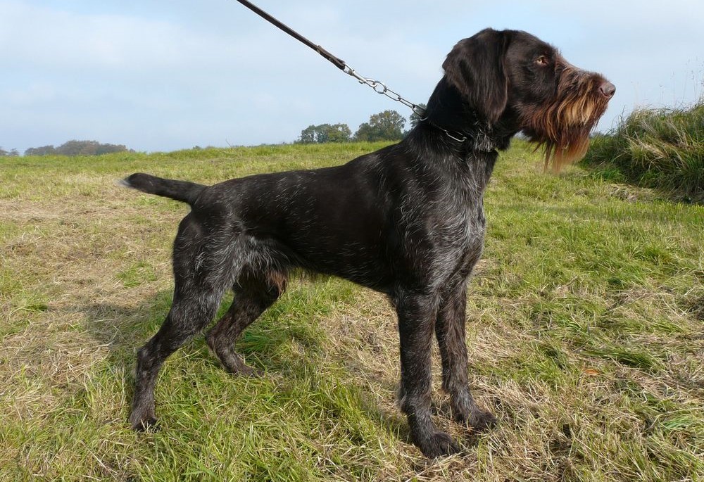 Braque allemand à poil dur en laisse