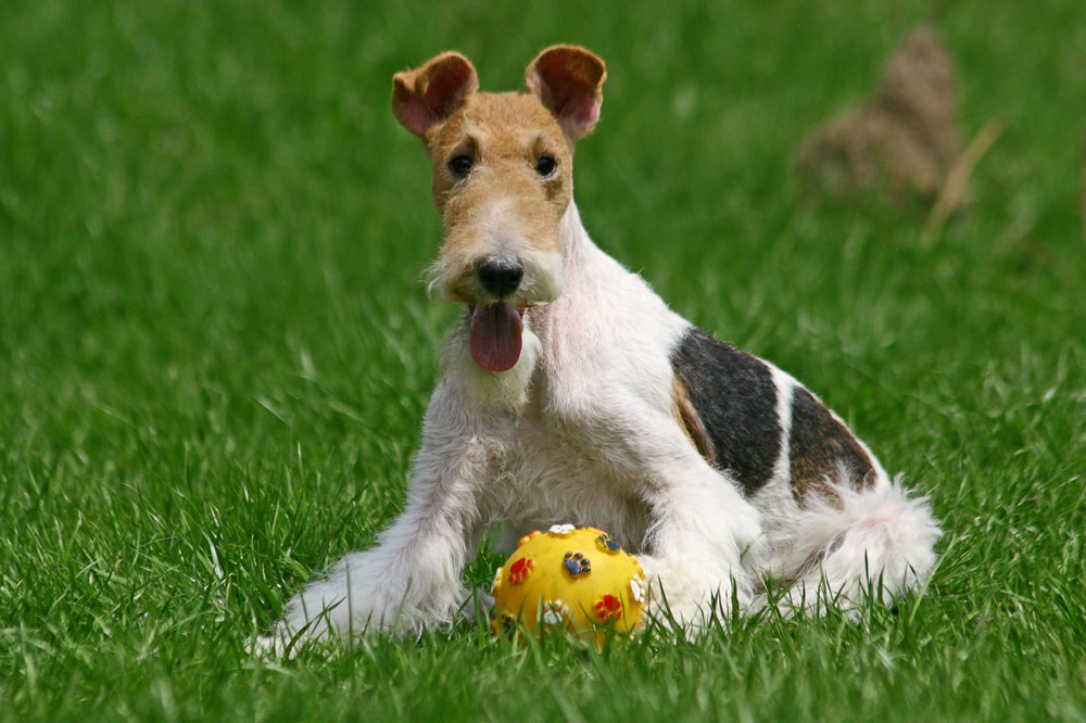 Fox terrier jouant avec une balle sur l'herbe
