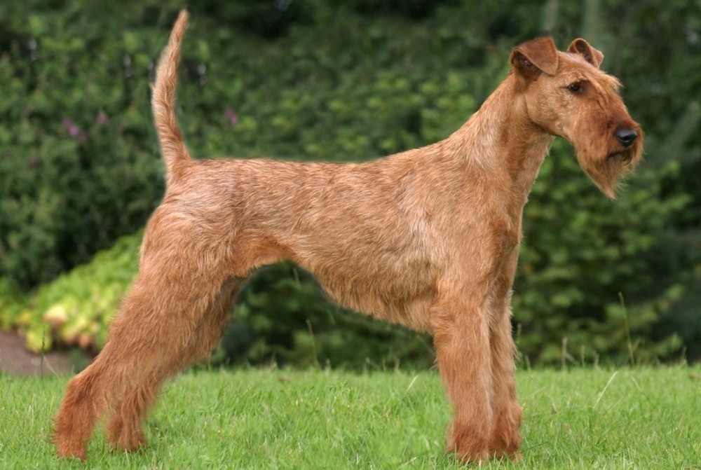 Terrier irlandais