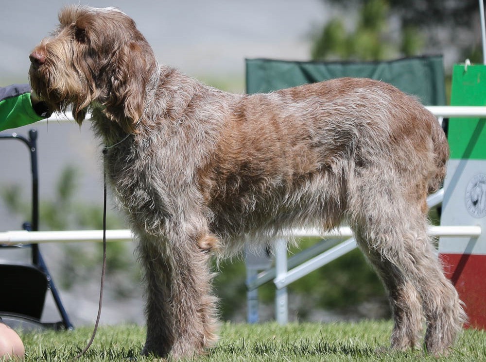 Spinone italien
