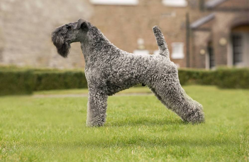 Kerry Blue Terrier