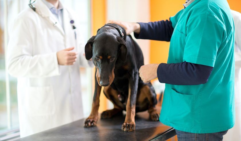 Un chien chez le médecin