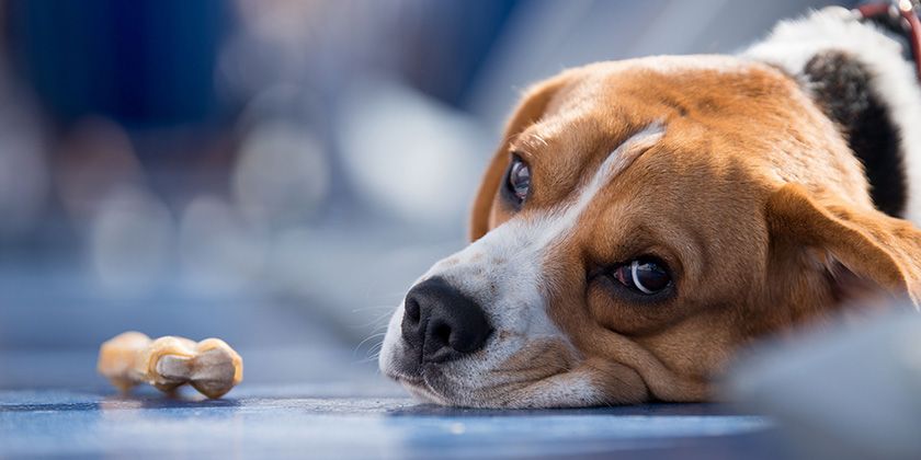 Coccidiose chez le chien