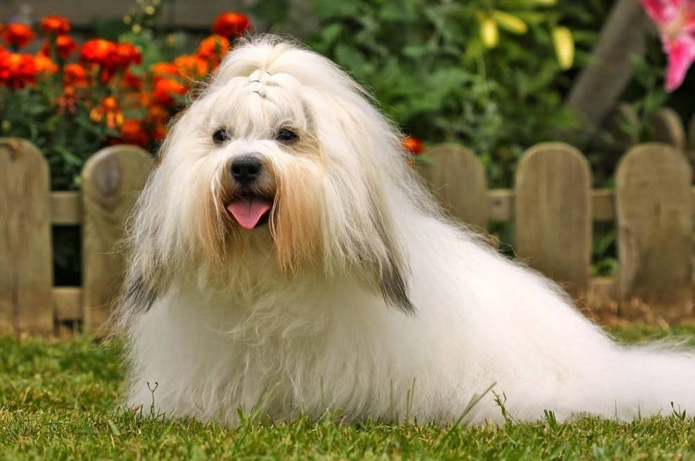 Un Coton de Tuléar blanc sur l'herbe, devant une clôture et des fleurs.