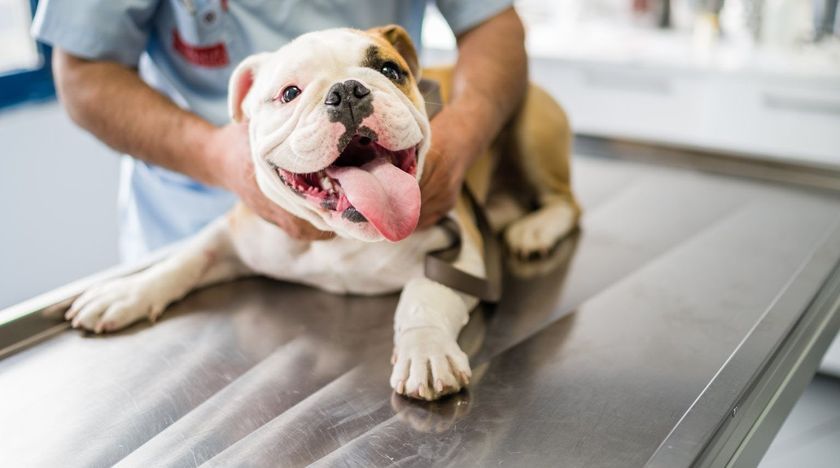 Chiot chez le vétérinaire