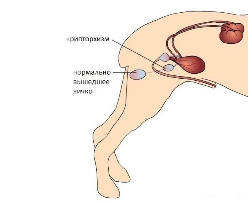 Cryptorchidie chez un chien