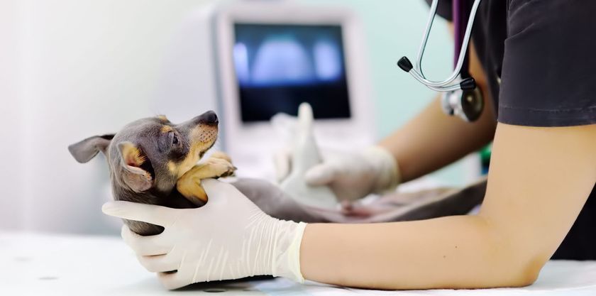 Échographie pour chien