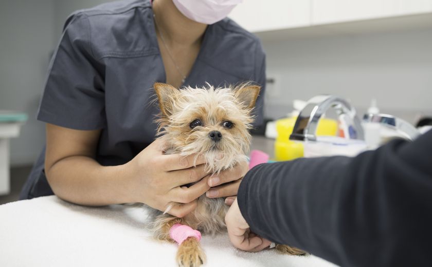 Chien chez le vétérinaire