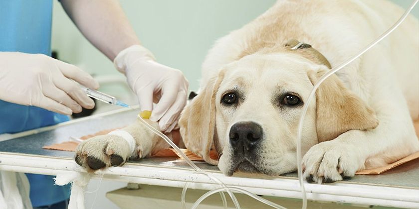 traitement pour chiens