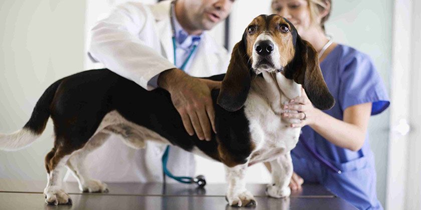 Cryptorchidie chez les chiens