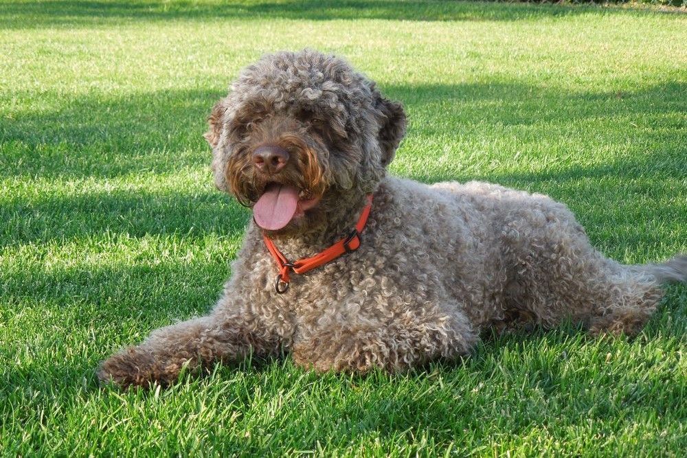 Lagotto Romagnolo