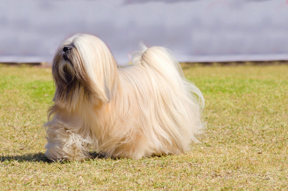 Lhasa Apso dans un champ