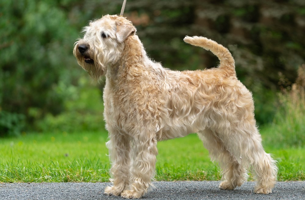 Terrier à poil doux