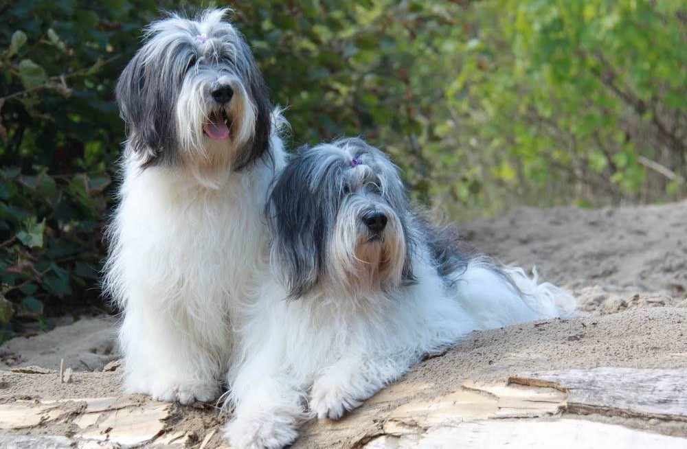 Chiens de berger polonais des plaines