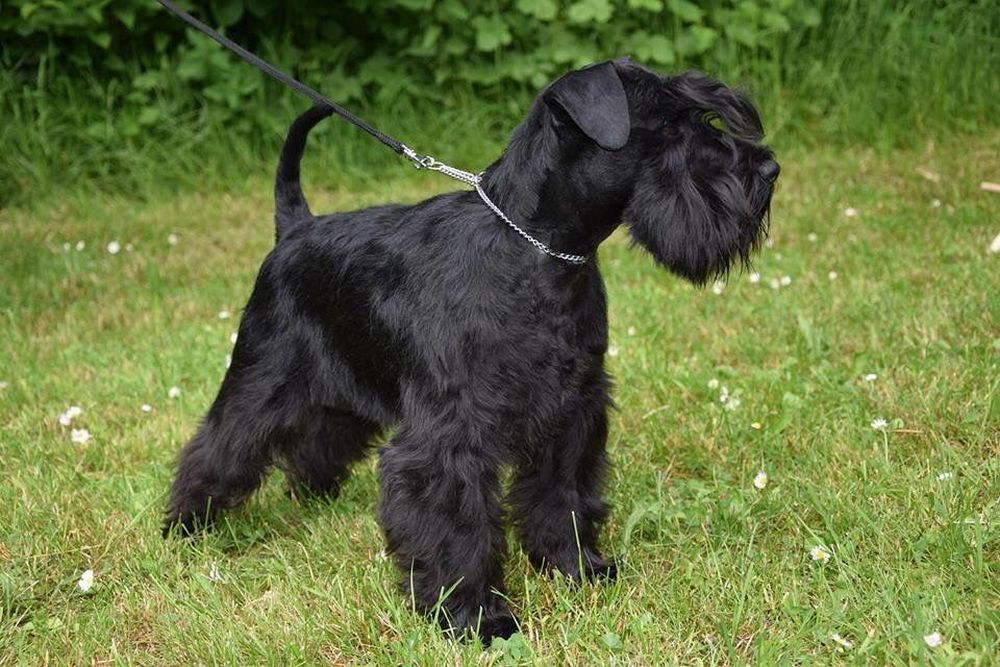 Schnauzer géant