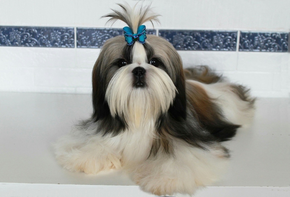 Chien Shih Tzu chinois