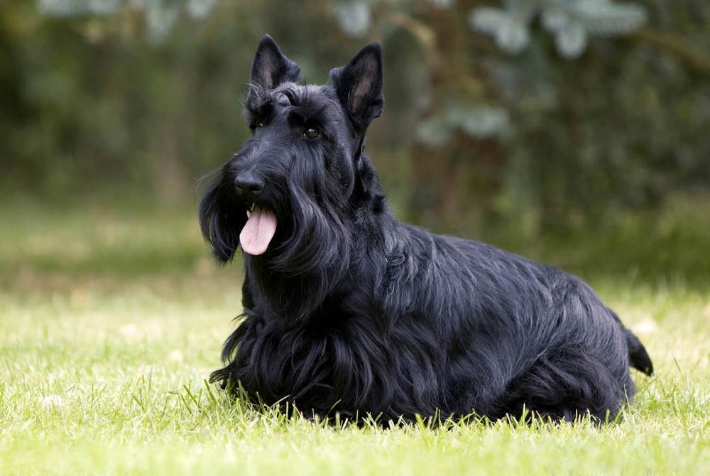 Terrier écossais sur l'herbe