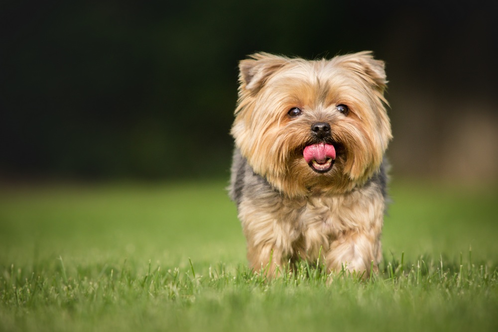 Yorkshire Terrier sur l'herbe