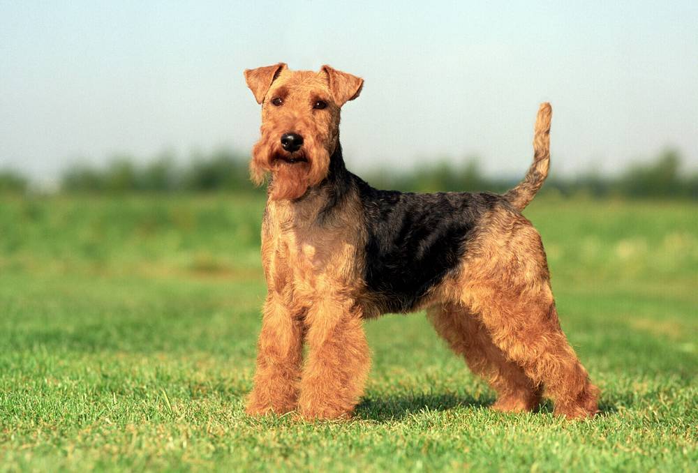 Welsh Terrier sur l'herbe
