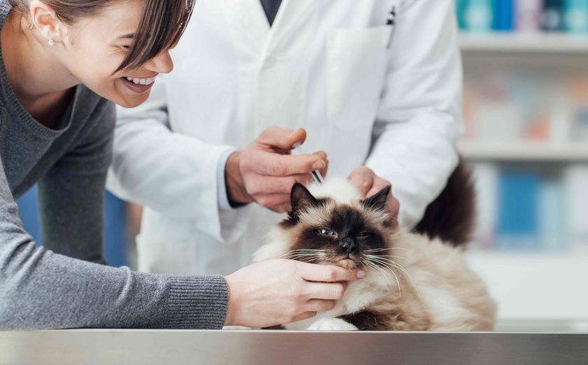 Vaccinations pour un chat