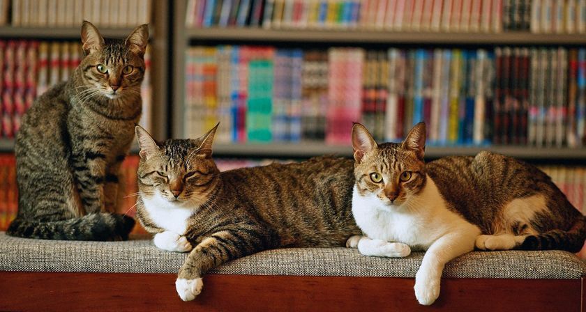 Des chats dans la bibliothèque