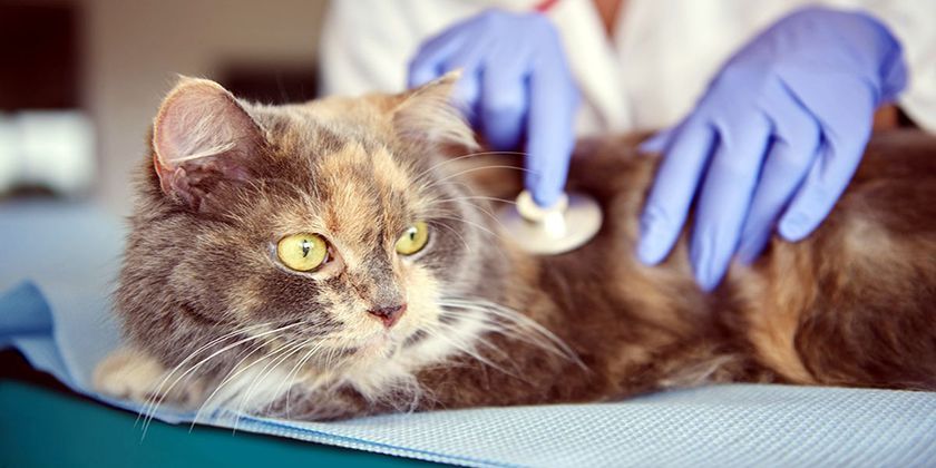 virus de l'immunodéficience féline