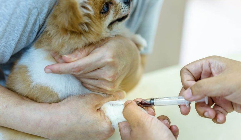 Analyse sanguine pour chien