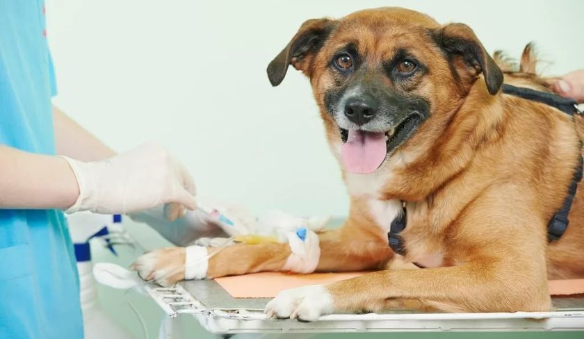 Chien à la clinique vétérinaire