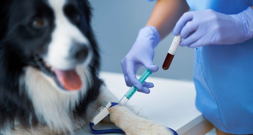 Du sang pour analyse