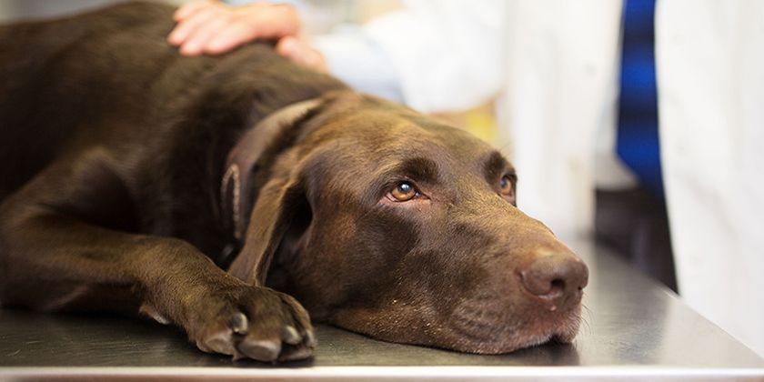 Les taux d'ALT et d'AST sont élevés chez un chien