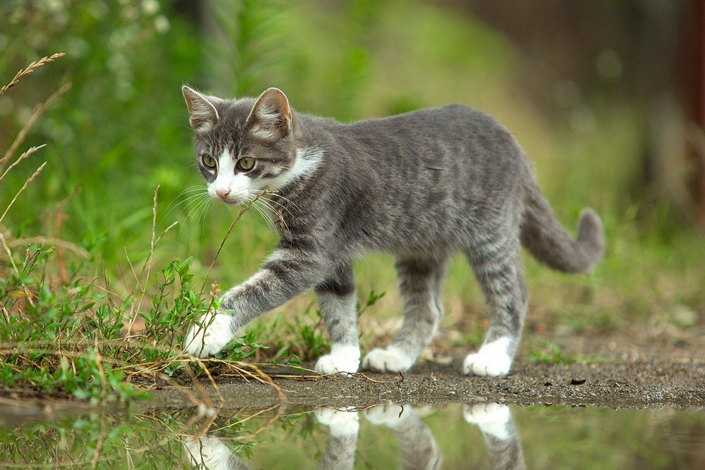Un chat près d'une flaque d'herbe