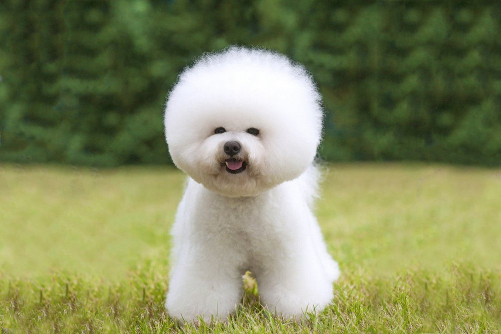 Bichon frisé