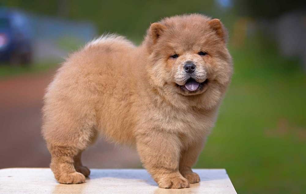 Chow-chow