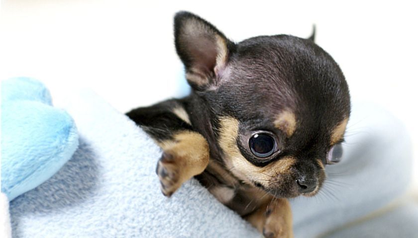 Chiot atteint d'hydrocéphalie