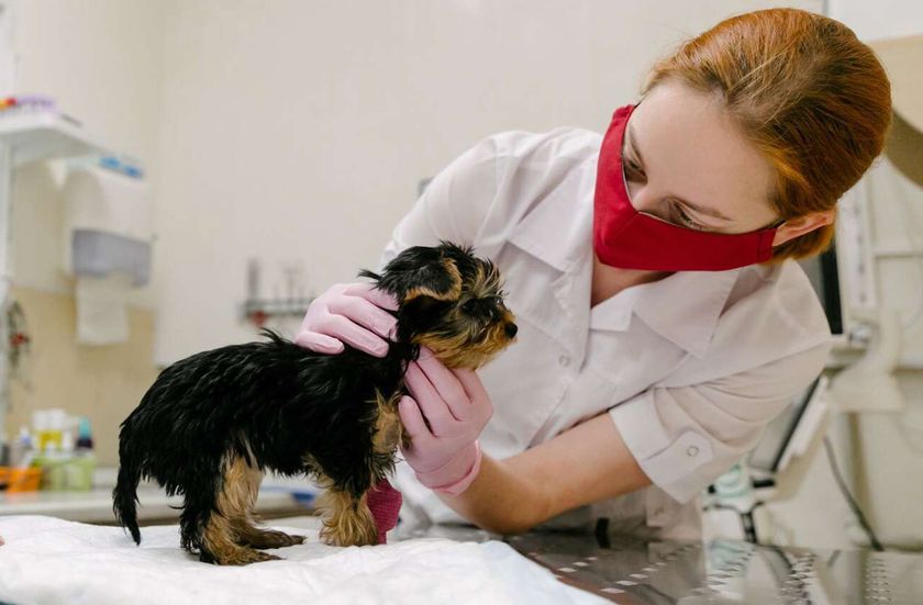 Chien chez le vétérinaire