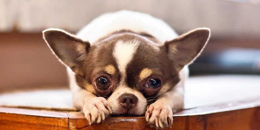 Hydrocéphalie chez le chien