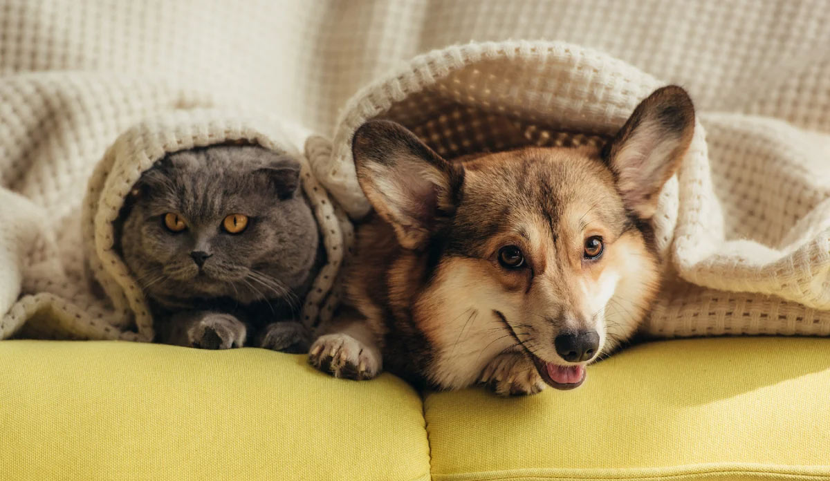 Groupe à risque d'endoparasites