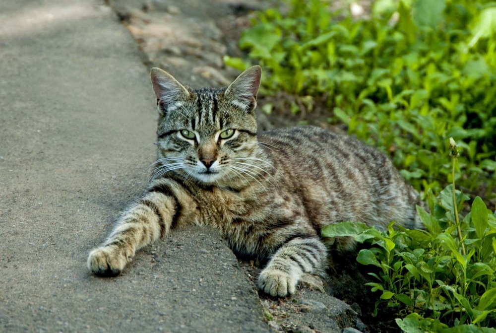 Un chat bâtard dans l'herbe