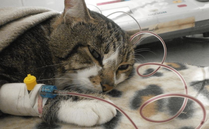 Un chat sous perfusion intraveineuse